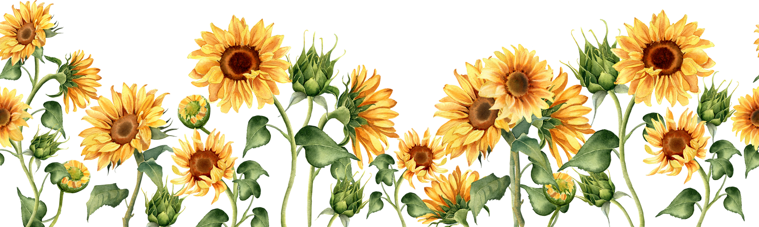 Sunflower seamless border. Watercolor illustration