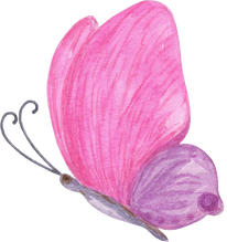 Illustration of Pink Butterfly 